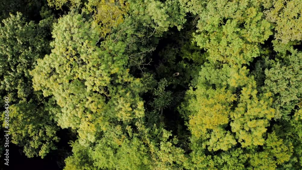 trees closeup from aerial perspective drone shot trees closeup from aerial perspective drone shot
