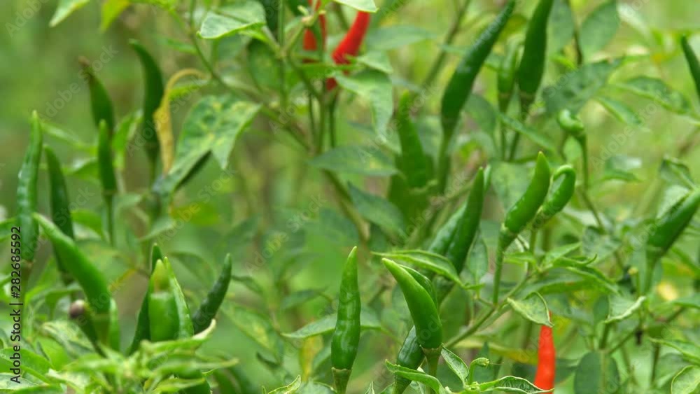 Close up of Thai hot chilli getting ripe on its tree in organic farm