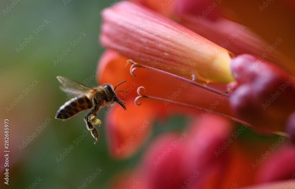 Macrophotography Bee polinating flower in blossom collecting pollen