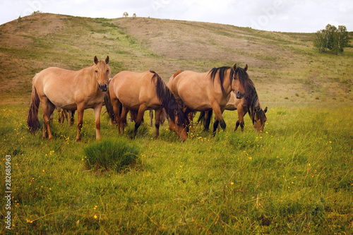 Horses grazing on a green meadow