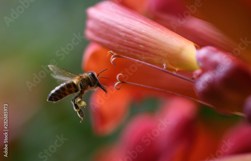 Obraz na płótnie Macrophotography Bee polinating flower in blossom collecting pollen w salonie