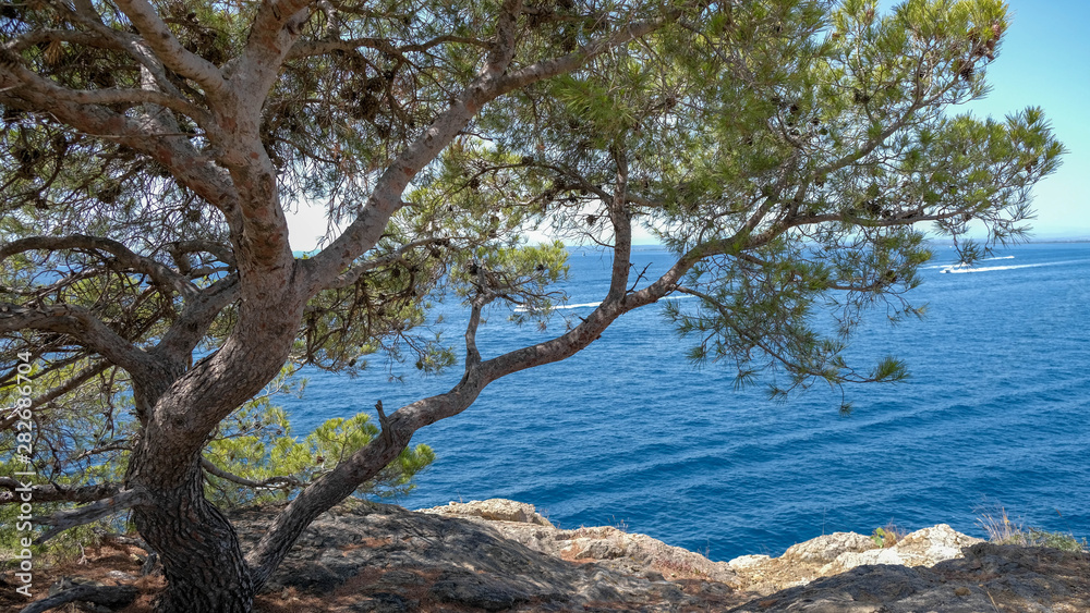 Beautiful view on lonely pine tree and Blue sea on the background. Calm and pure sea, crystal clear water, perfect vacations, natural landscape, sunny day on a coast, diving. Postcard with copy space.