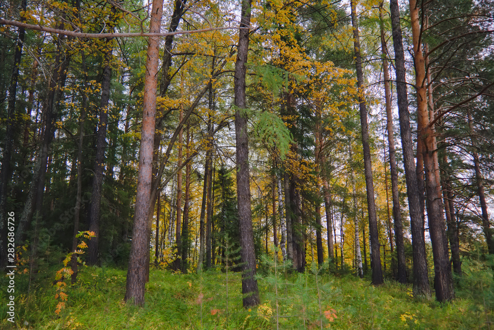 Sunset at the forest edge. Autumn landscape. Sunset at the forest edge. Autumn landscape.