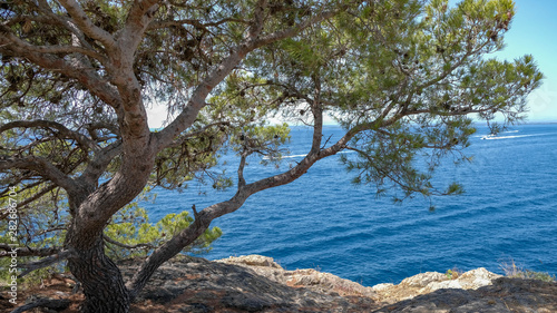 Beautiful view on lonely pine tree and Blue sea on the background. Calm and pure sea, crystal clear water, perfect vacations, natural landscape, sunny day on a coast, diving. Postcard with copy space.