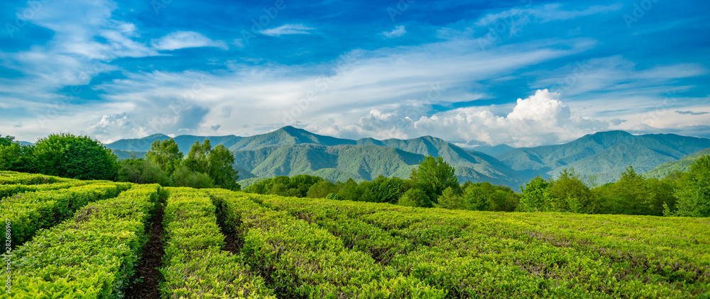 Fototapeta premium Tea plantation in the mountains of Sochi