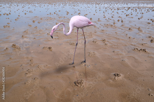 Flamingo im wattenmeer photo