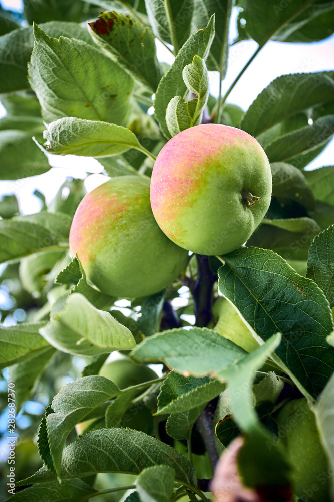 apples on the tree. Organic apples apples on the tree. Organic apples