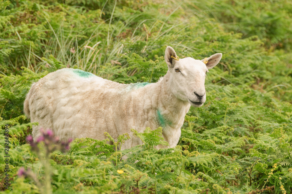 Obraz premium Pecora di allevamento