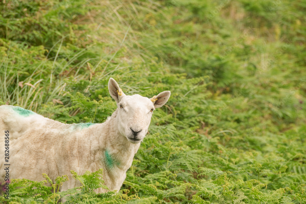 Obraz premium Pecora di allevamento