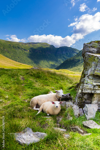 A grup of sheep resting in the shade of a big rock along the road in Norway