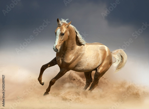 Canvas Print golden akhal-teke horse running in desert