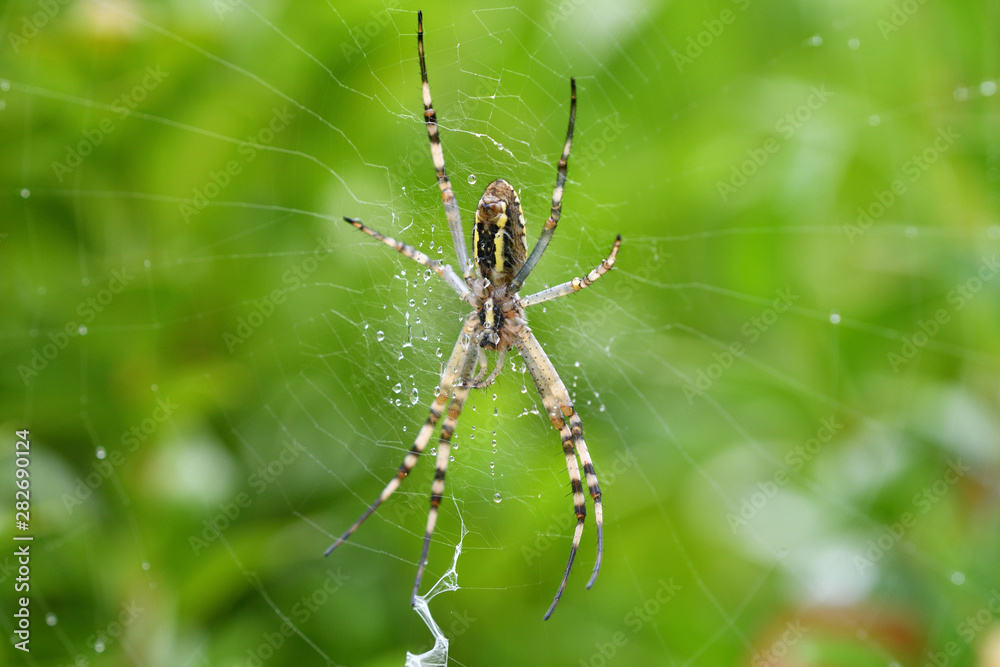 Wasp spider Wildlife macro on the green grass hunting Wasp spider Wildlife macro on the green grass hunting