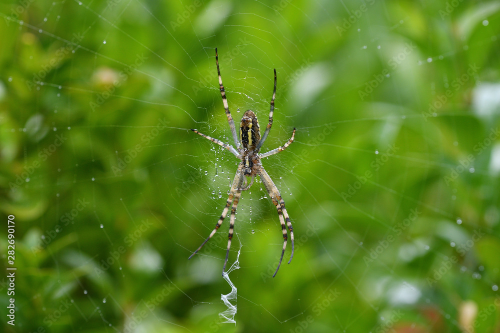 Wasp spider Wildlife macro on the green grass hunting Wasp spider Wildlife macro on the green grass hunting