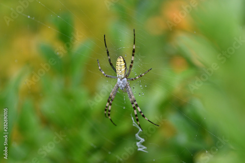 cross wasp spider waits on its web for its prey