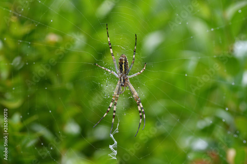 Wasp spider Wildlife macro on the green grass hunting