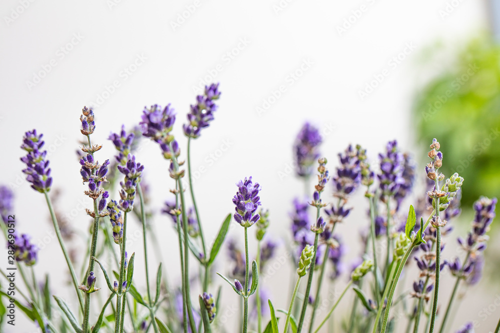 Naklejka premium Lavender flowers close up