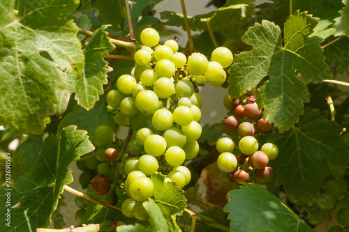 Bunch of grapes with some rotten on vine stock during summer
