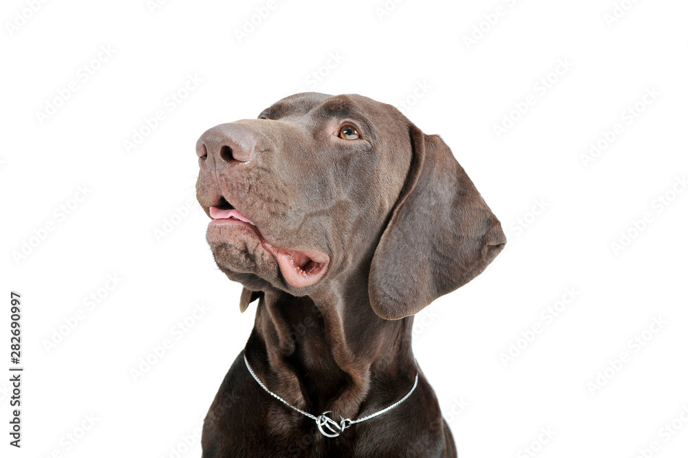 Portrait of an adorable Deutsch Kurzhaar looking up curiously - isolated on white background