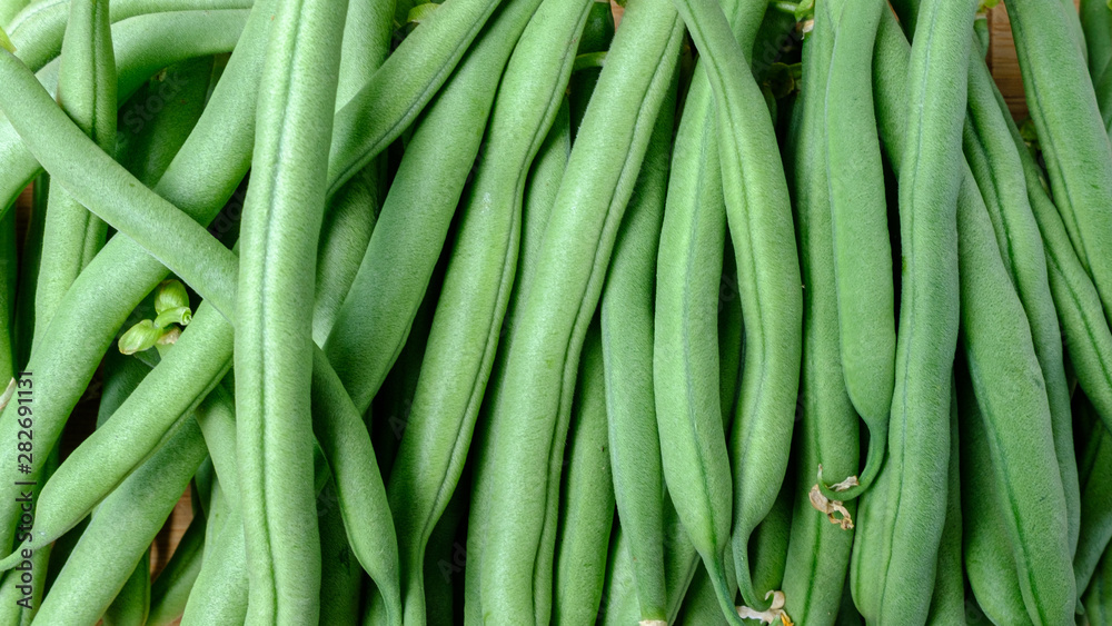Green string beans, freshly picked from the garden in the springtime Green string beans, freshly picked from the garden in the springtime