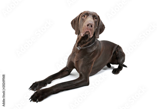 Wide angle shot of an adorable Deutsch Kurzhaar lying and looking curiously at the camera