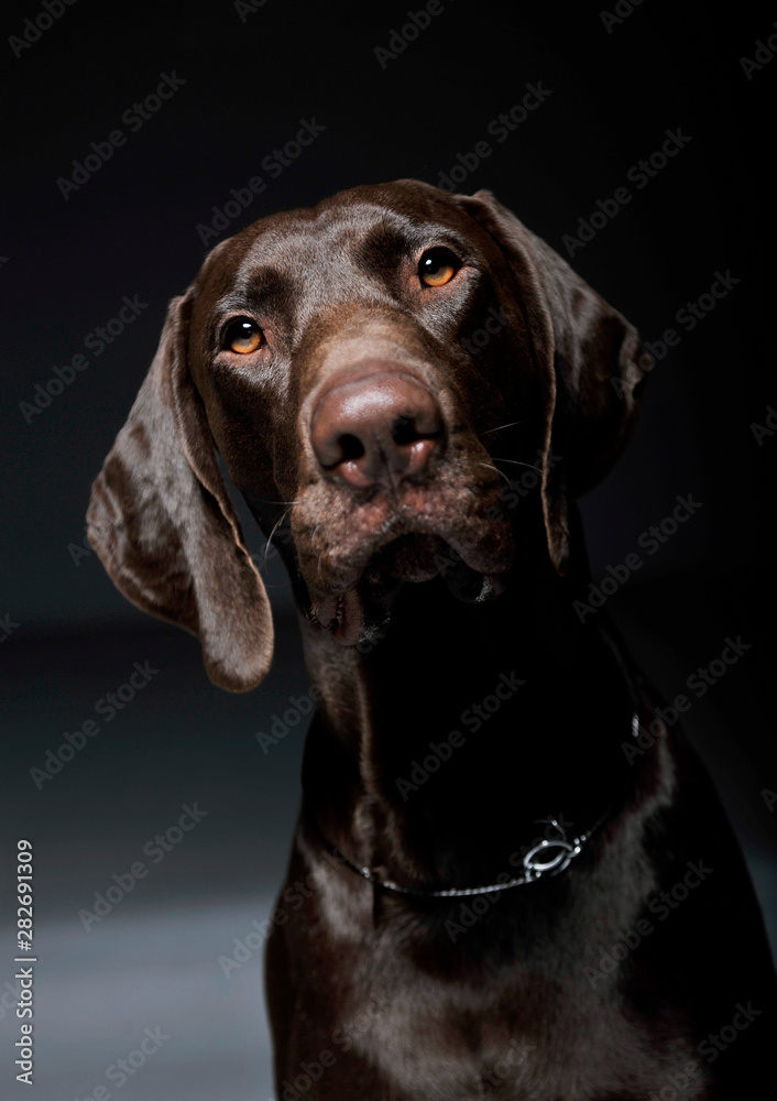 Portrait of an adorable Deutsch Kurzhaar looking curiously at the camera - isolated on grey background Portrait of an adorable Deutsch Kurzhaar looking curiously at the camera - isolated on grey background