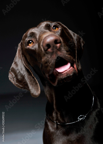 Portrait of an adorable Deutsch Kurzhaar looking curiously at the camera - isolated on grey background © Csand