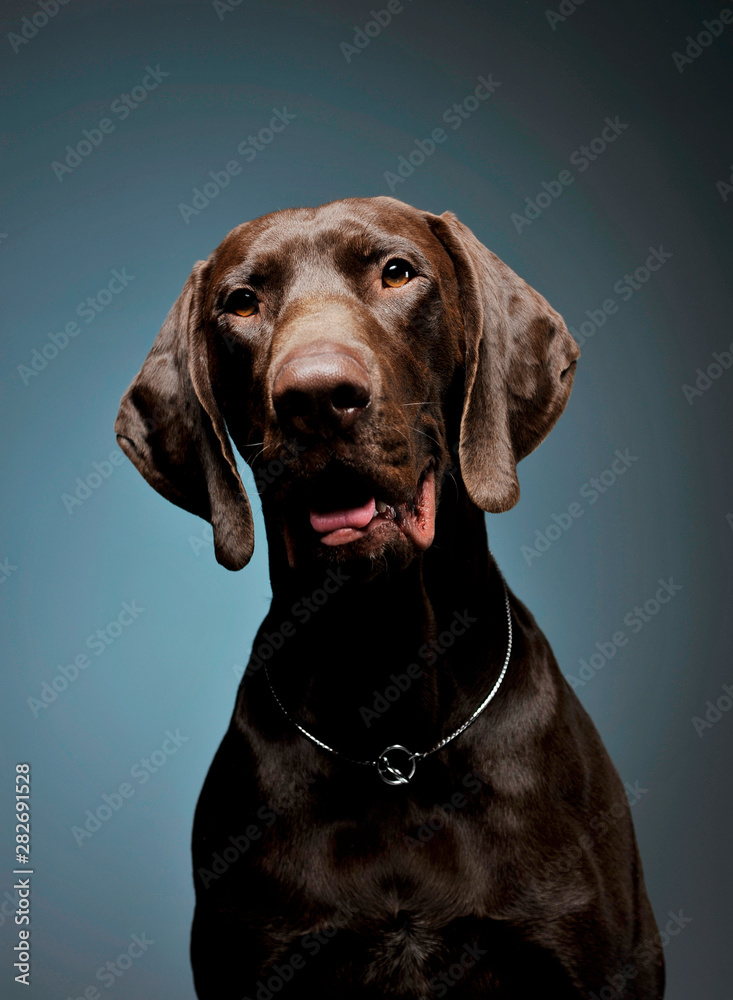 Portrait of an adorable Deutsch Kurzhaar looking curiously at the camera - isolated on blue background