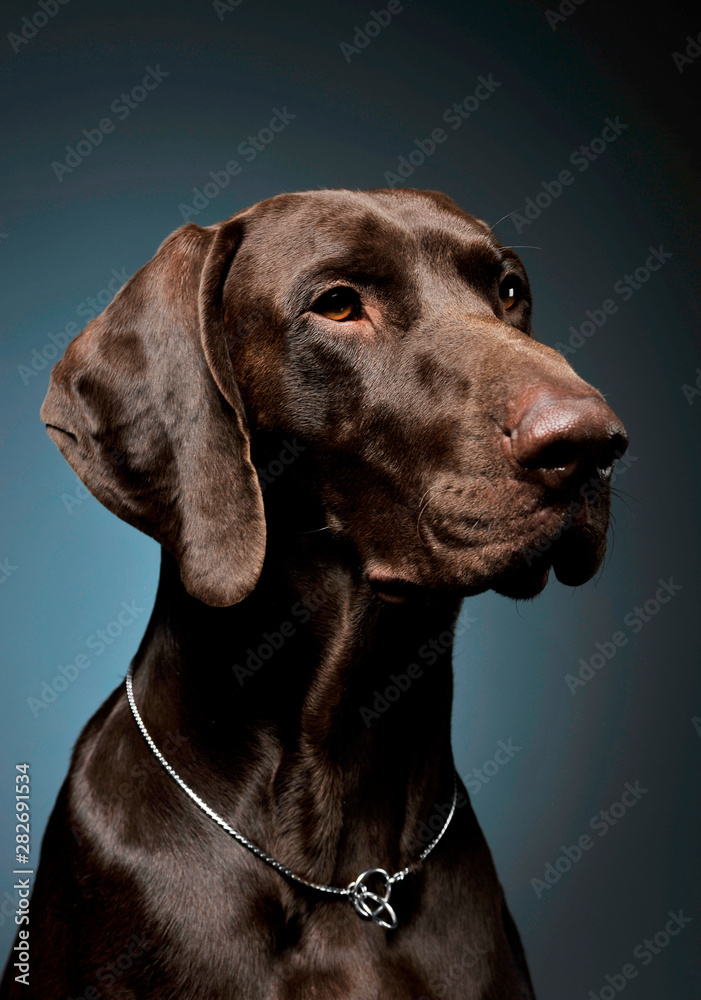 Portrait of an adorable Deutsch Kurzhaar looking curiously - isolated on blue background