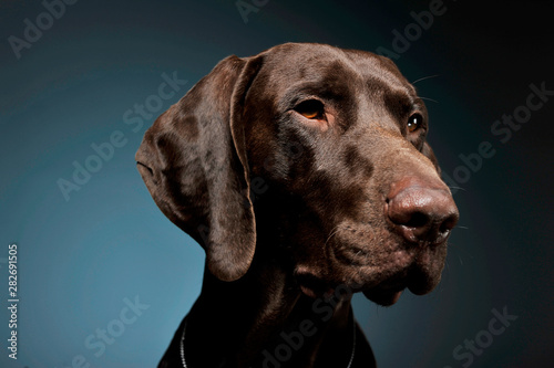 Portrait of an adorable Deutsch Kurzhaar looking curiously - isolated on blue background