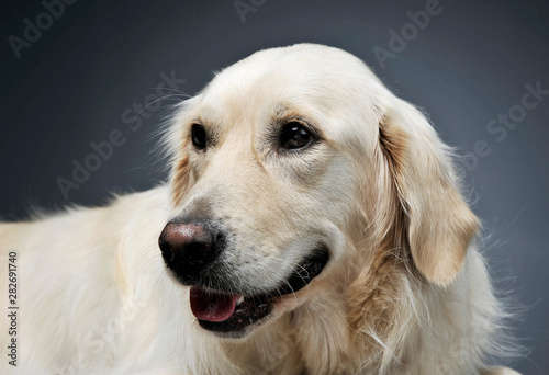 Portrait of an adorable Golden retriever looking satisfied - isolated on grey background © Csand