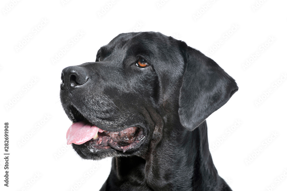 Portrait of an adorable Labrador retriever looking curiously - isolated on white background