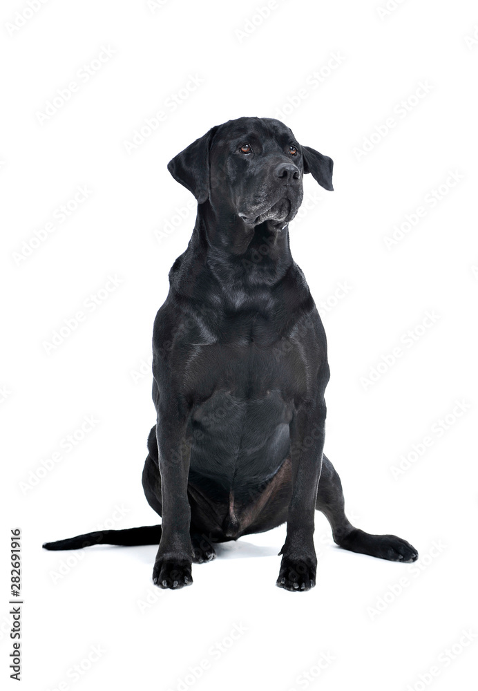 Studio shot of an adorable Labrador retriever sitting and looking curiously Studio shot of an adorable Labrador retriever sitting and looking curiously