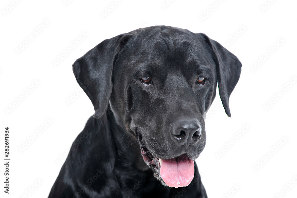 Portrait of an adorable Labrador retriever looking satisfied - isolated on white background Portrait of an adorable Labrador retriever looking satisfied - isolated on white background
