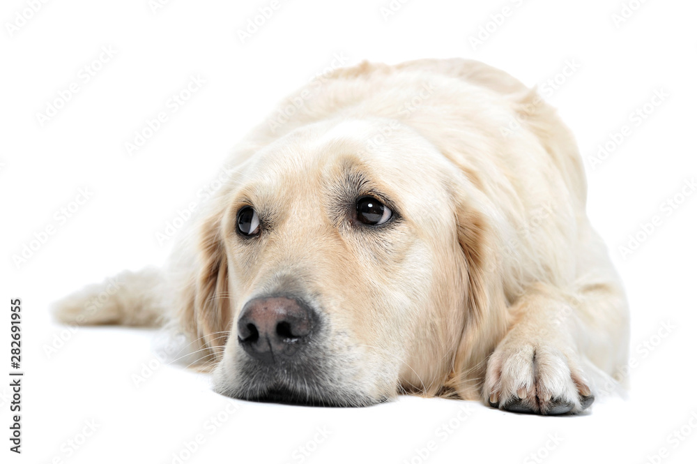 Studio shot of an adorable Golden retriever lying and looking sad Studio shot of an adorable Golden retriever lying and looking sad