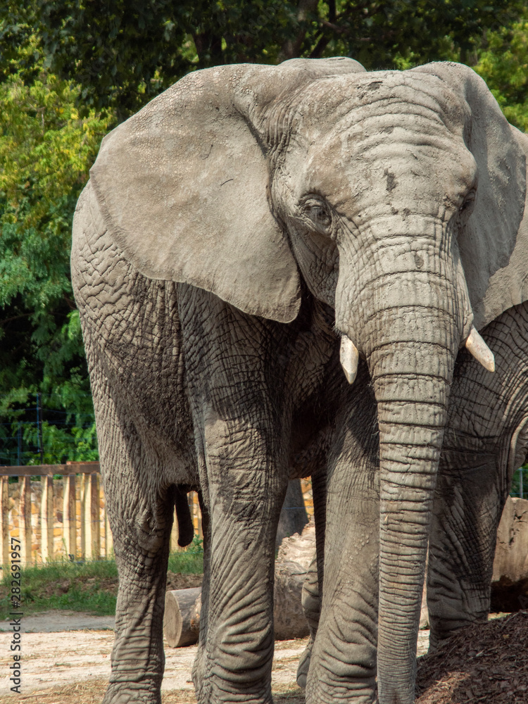 słoń afrykańki - obrazy, fototapety, plakaty 