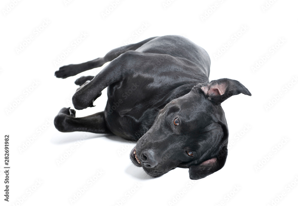 Studio shot of an adorable Labrador retriever lying on he's side and looking sad Studio shot of an adorable Labrador retriever lying on he's side and looking sad
