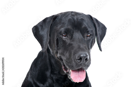 Portrait of an adorable Labrador retriever looking satisfied - isolated on white background © Csand