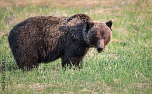 Grizzly bear in th ewild