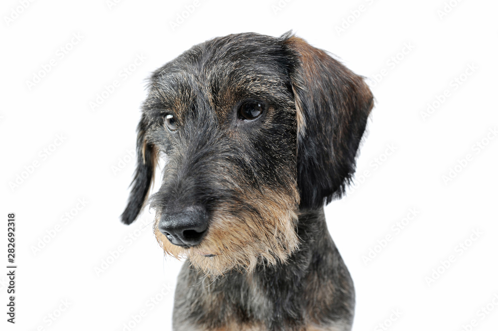 Portrait of an adorable wired haired Dachshund looking sad - isolated on white background