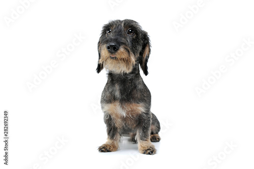 Studio shot of an adorable wired haired Dachshund sitting and looking curiously at the camera