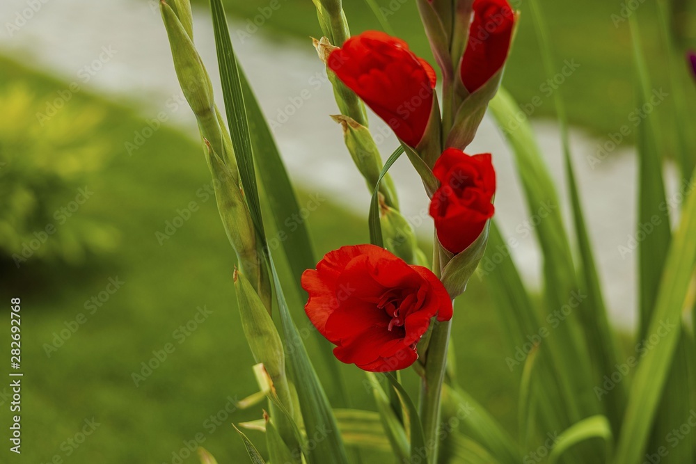 Top view of a gorgeous red gladiolus flower isolated against a background of green leaves. Beautiful backgrounds. Top view of a gorgeous red gladiolus flower isolated against a background of green leaves. Beautiful backgrounds.
