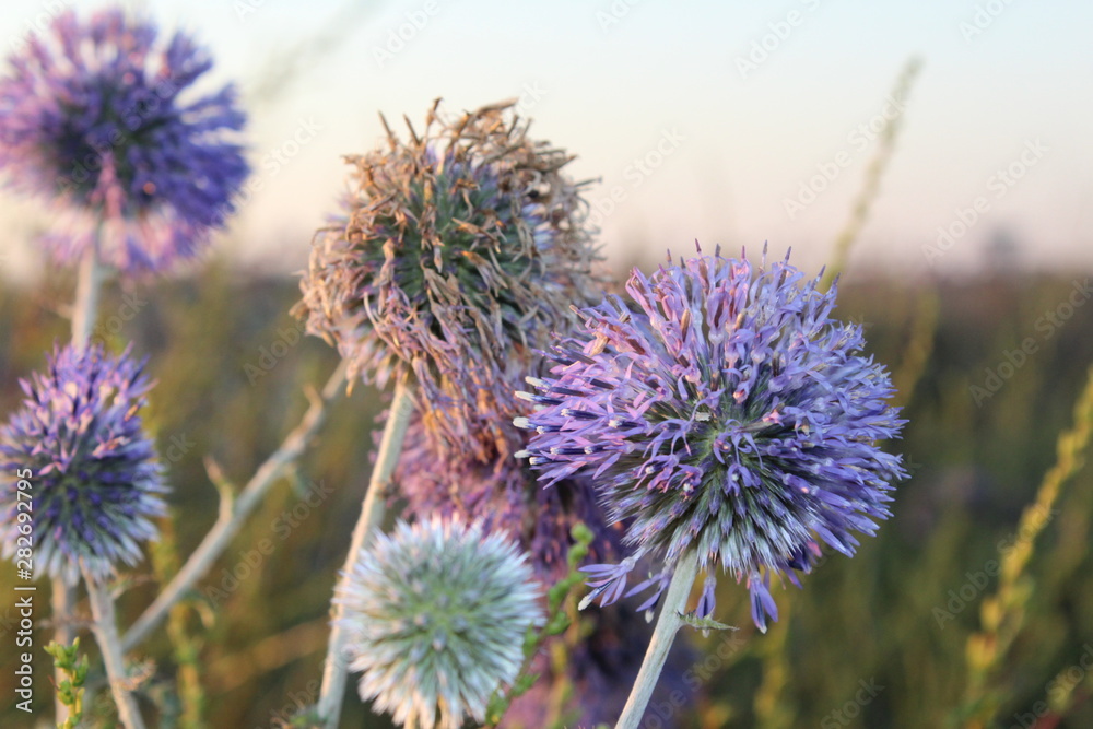 flower of thistle flower of thistle