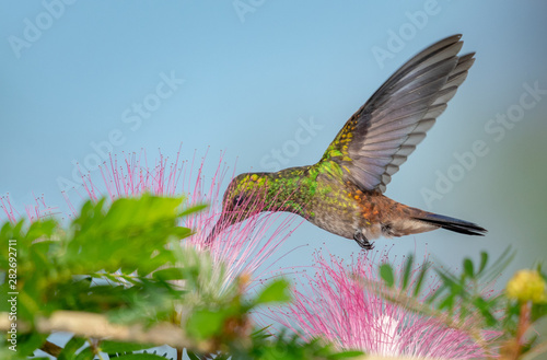 A juvenile Copper-rumped hummingbird feeds on the powderpuff (Calliandra)  flowers in a tropical garden. photo