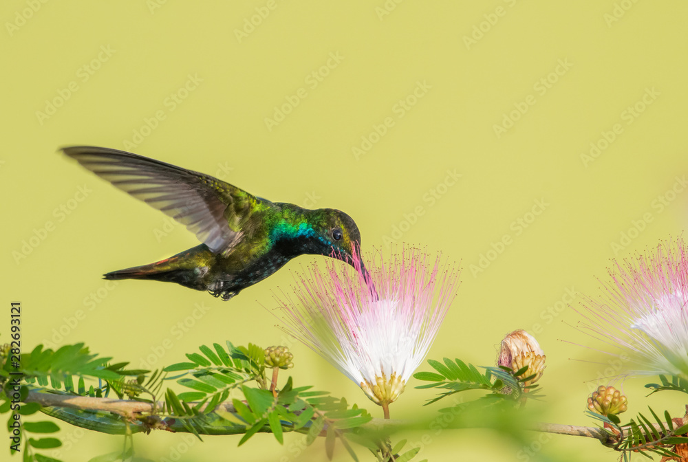 Obraz premium A Black-throated Mango hummingbird, Anthracothorax nigricollis, feeding on Calliandra flowers (Powderpuff) isolated against a yellow background