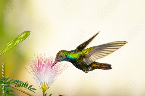 A Black-throated Mango hummingbird feeding on Calliandra flowers (Powderpuff) in a garden.