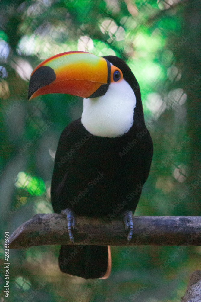 Fototapeta premium toucan on a branch