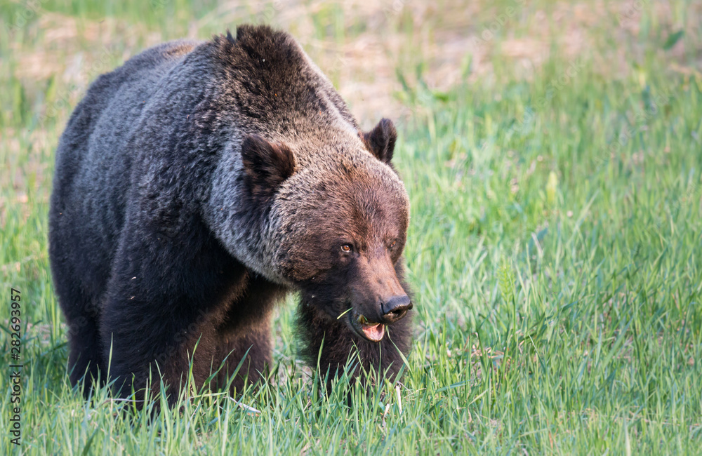 Grizzly bear in th ewild