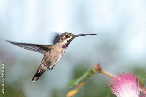 A juvenile Long-billed Starthroat hovering in a Calliandra (Powderpuff) tree on a cloudy morning.