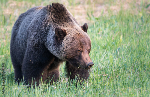Grizzly bear in th ewild © Jillian