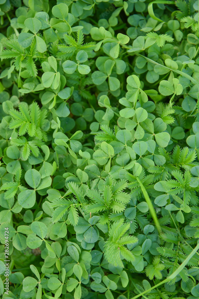 bright and juicy clover leaves for background bright and juicy clover leaves for background